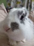 LZ00192 Curious Cleo the rabbit close up.jpg